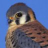 Kestrel