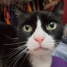 Cat_Sass