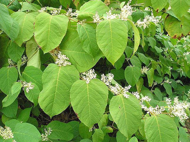 1024px-Polygonum_cuspidatum_small.jpg
