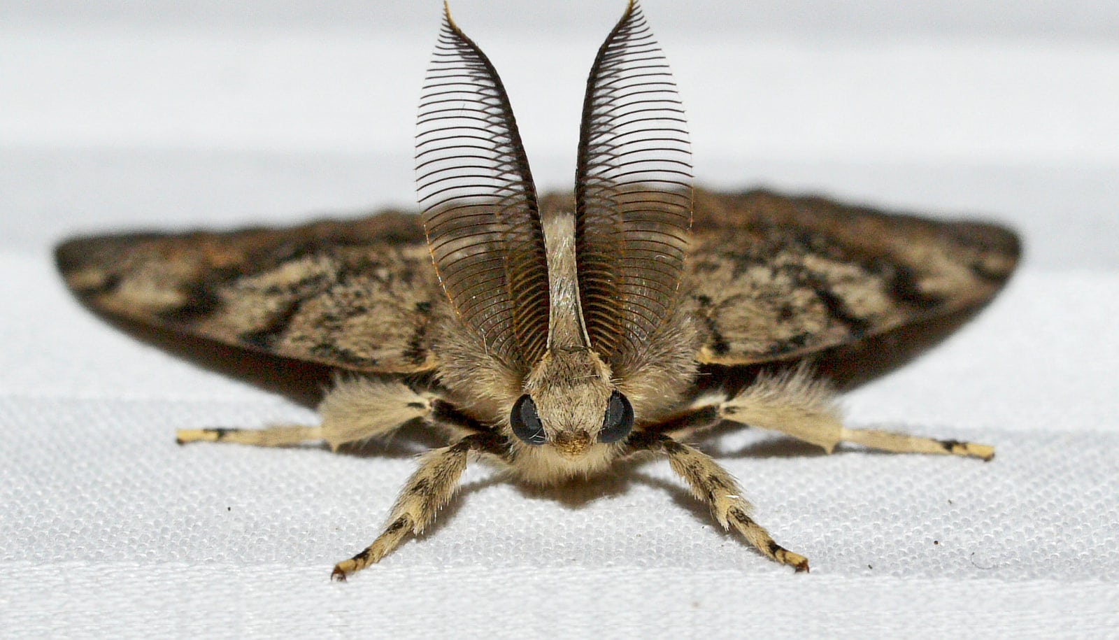 moth_antennae_1600.jpg