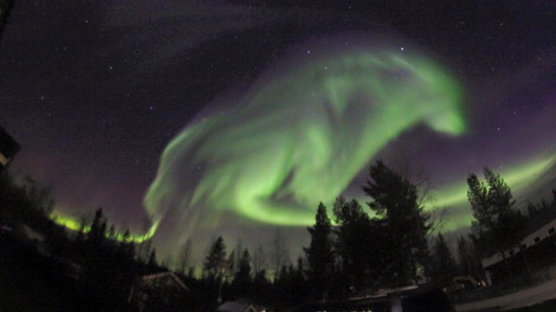 finyn-wolf-northern-lights.jpg