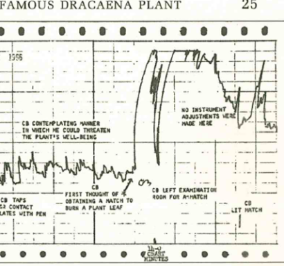 dracena.png