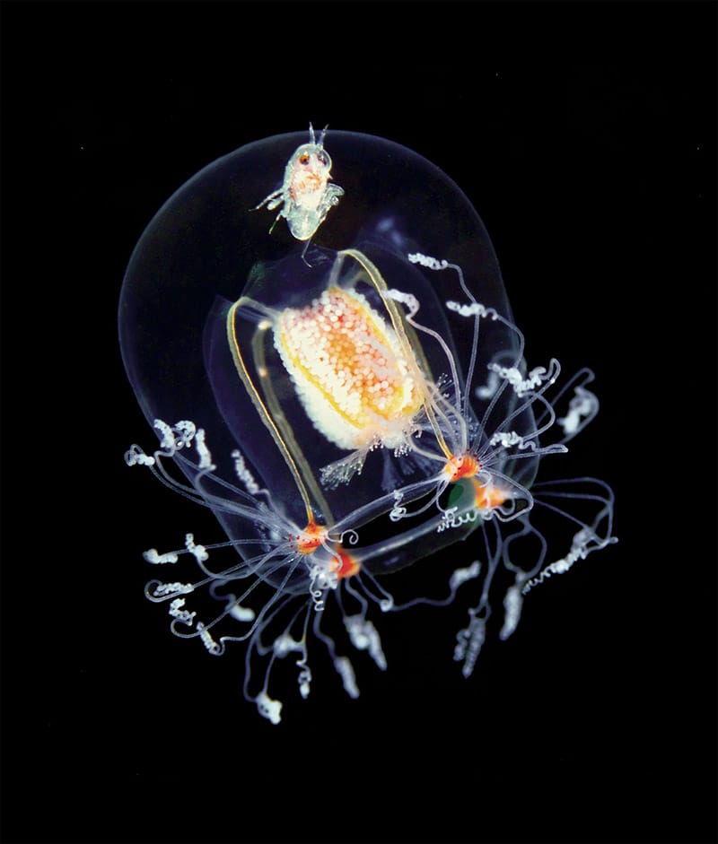 animal-7.jpg