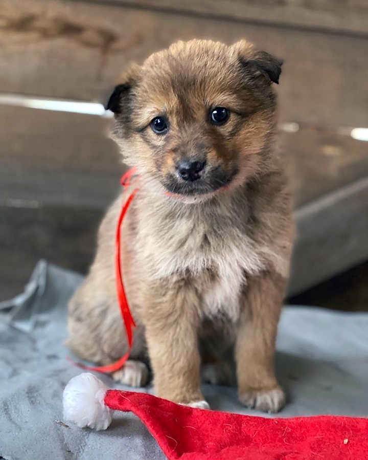 Seven puppies rescued after spending days by the body of mother dog who froze to death 