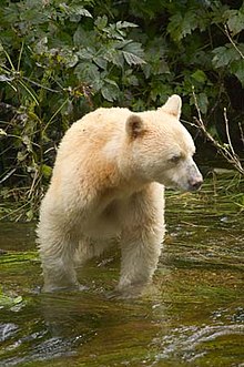 220px-Spiritbear.jpg