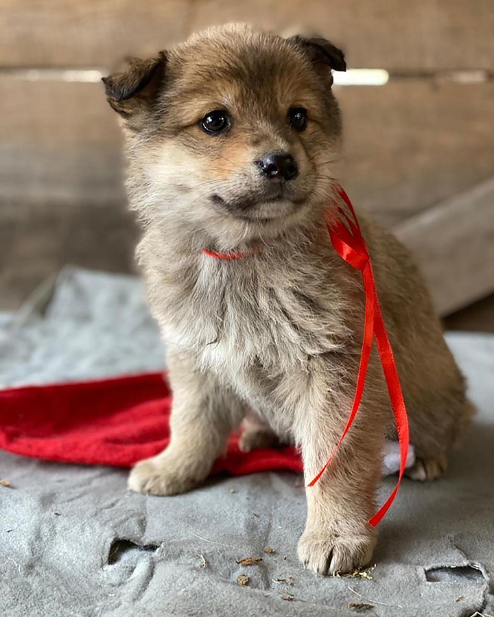 Seven puppies rescued after spending days by the body of mother dog who froze to death 