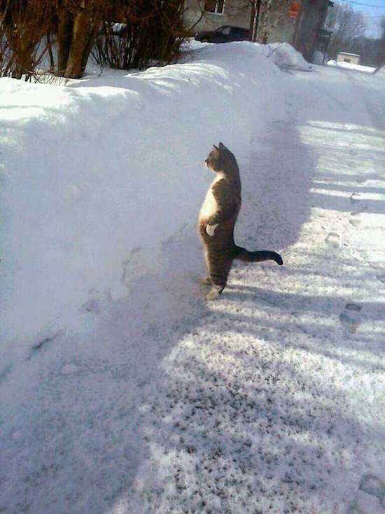 photos-de-chats-a-mourir-de-rire-17.jpg