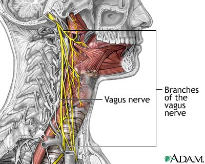 vagusnerve.jpg