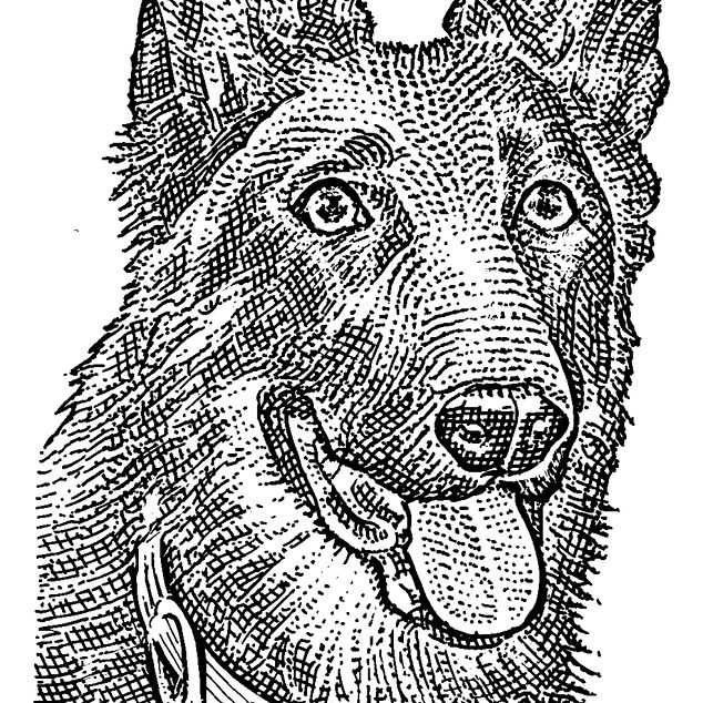 B3-GN530_dog_8S_20200417103736.jpg