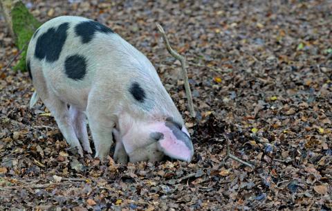 www.wildlifeonline.me.uk