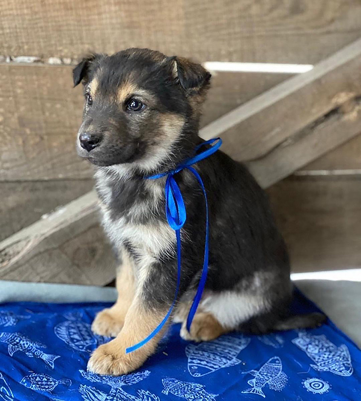 Seven puppies rescued after spending days by the body of mother dog who froze to death 