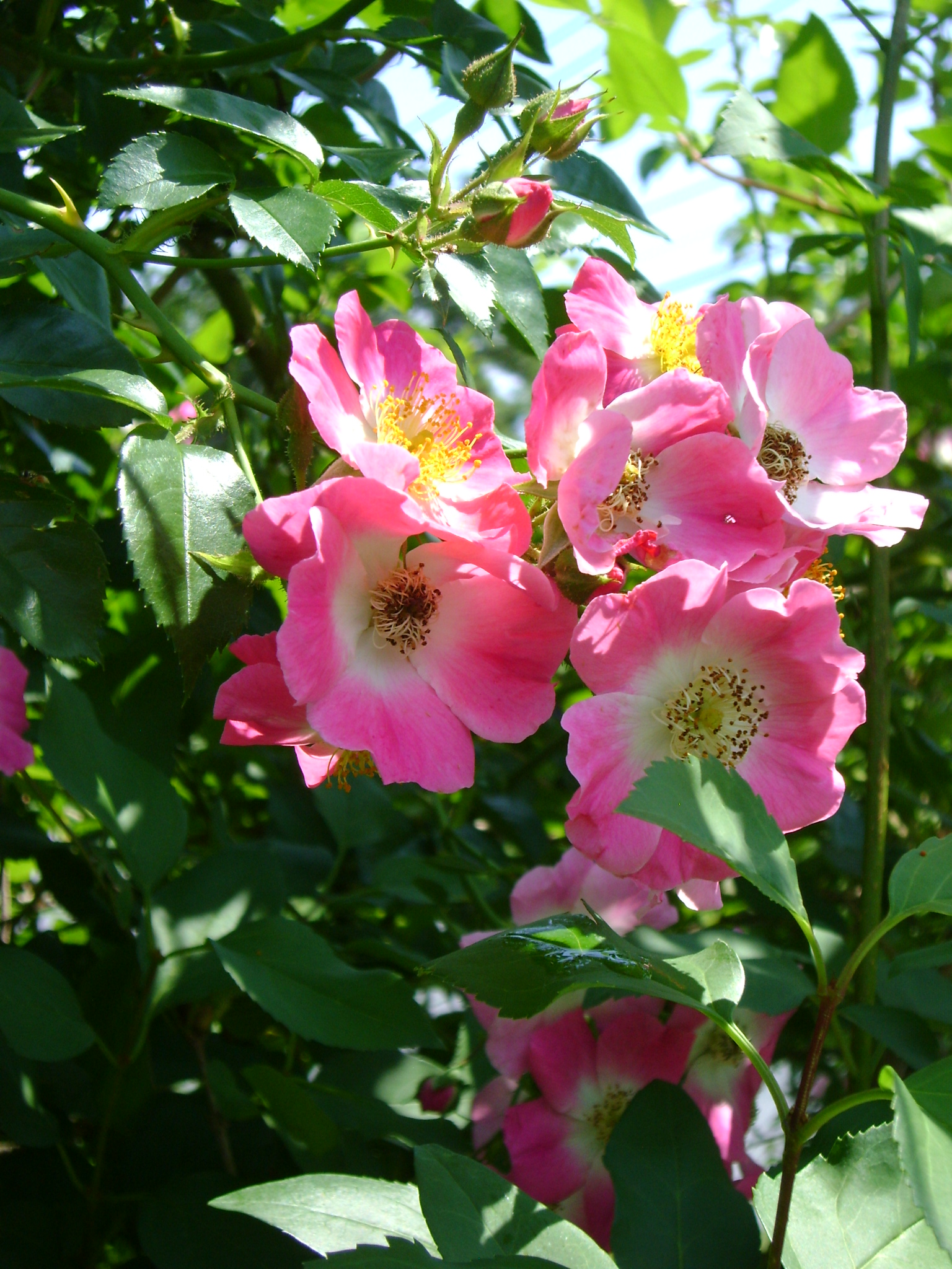 Pink-Wild-Roses.jpg