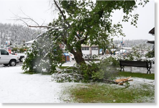 Wet, heavy snow causes tree branches to break near the Visitor Information Centre on June 19, 2023.