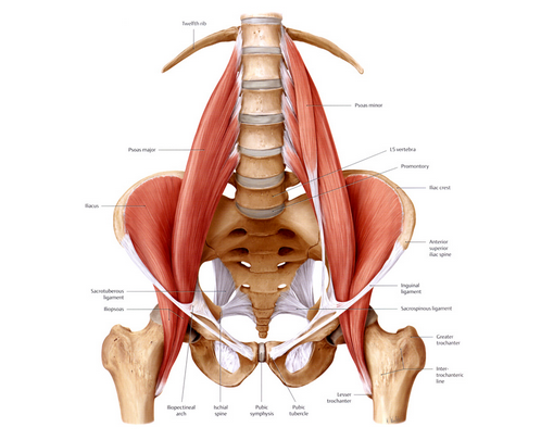 psoas.png