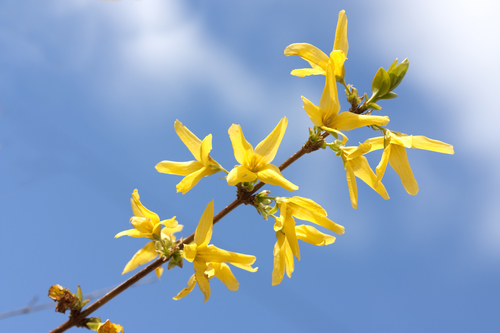 spring-flowers-forsythia.jpg