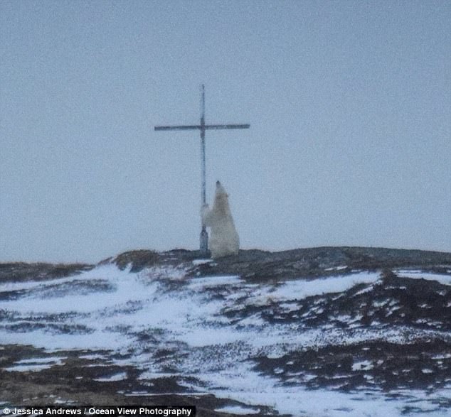 a-prayer-polar-bear.jpg