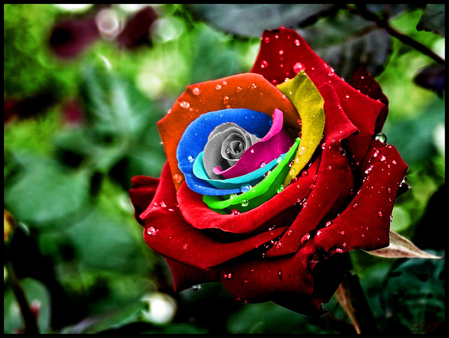 Rainbow-Rose21.jpg