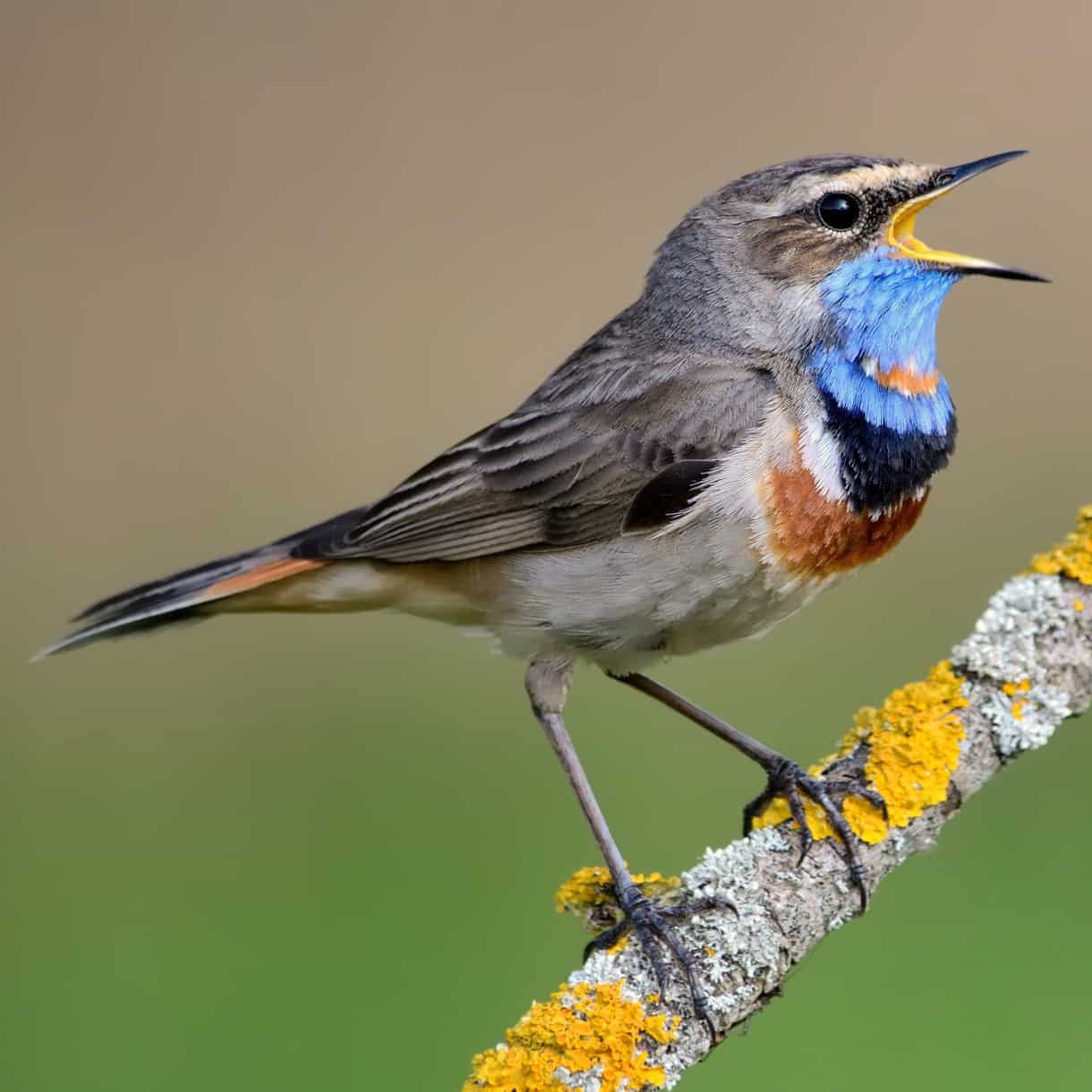 Bluethroat-original.jpg