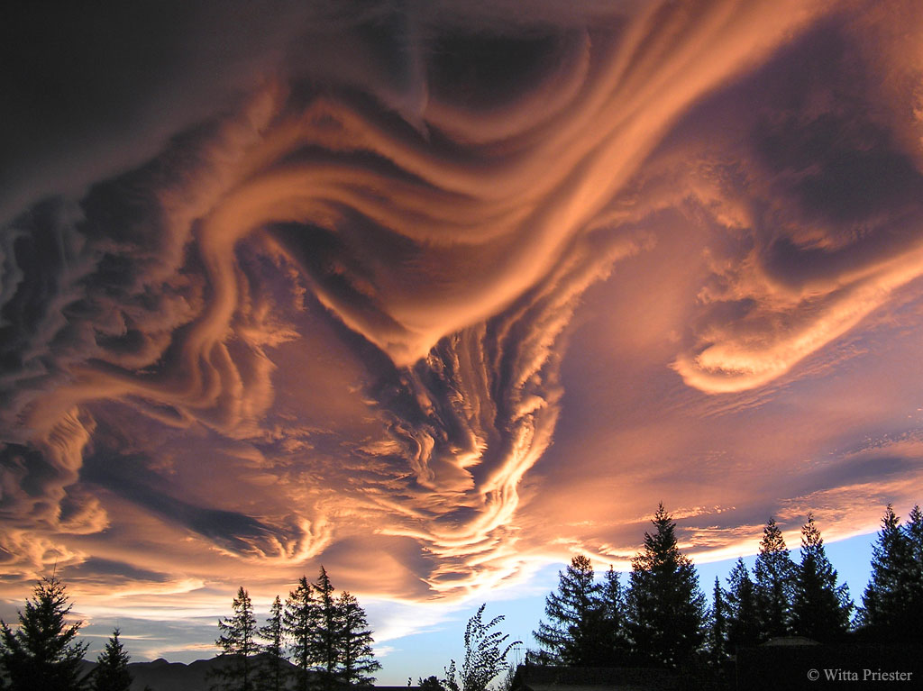 asperatus_priester_1024.jpg