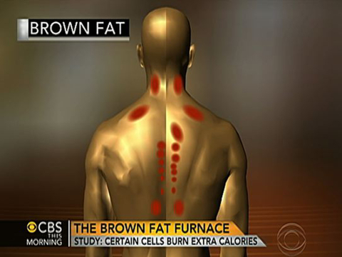 fat3.jpg