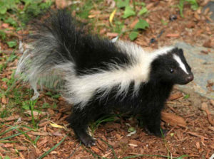 skunk-300x224.jpg