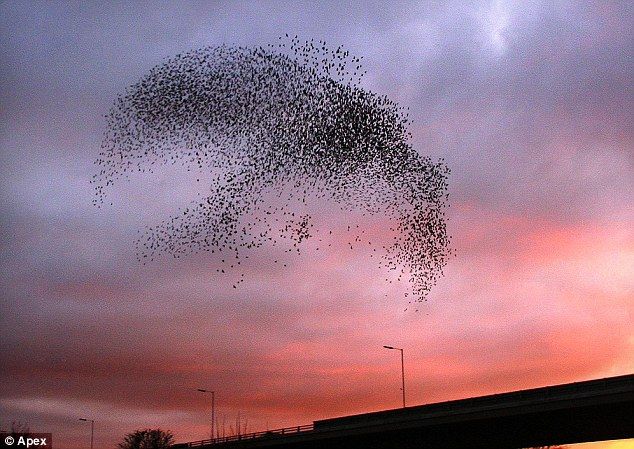 starlings_bird.jpg