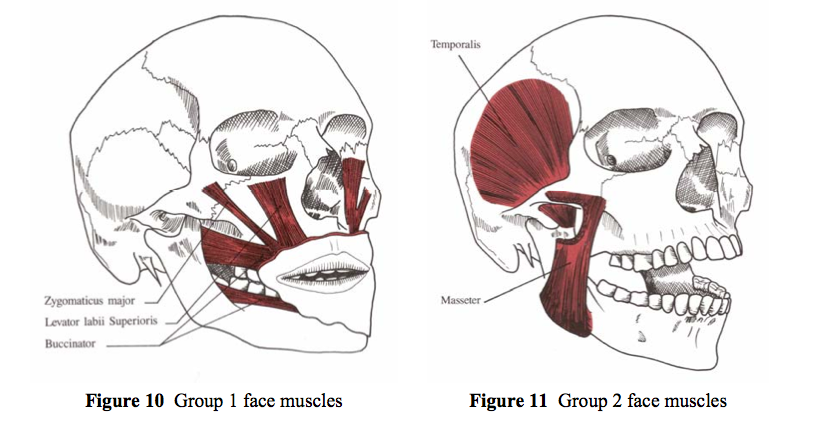 Face_muscle_groups.png