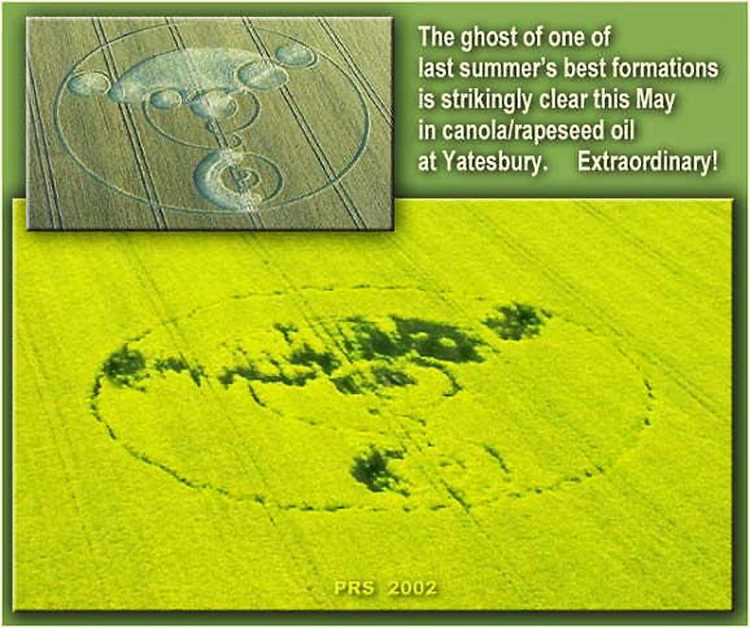Yatesbury, Wiltshire, England second season ghost crop formation emerged in yellow, blooming canola/rapeseed oil crop in 2002. Images © 2002 by Peter Sorensen.
