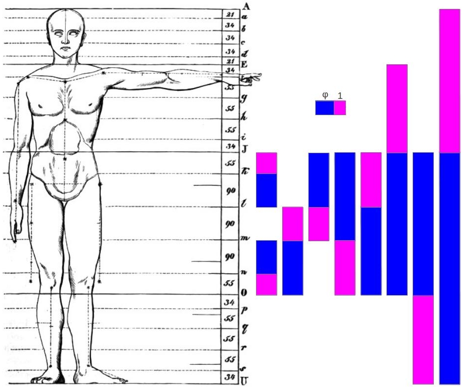 Zeising_Golden_Ratio.jpg