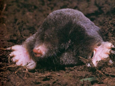 mole_400.jpg