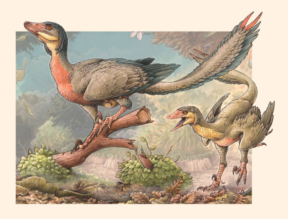 image_8517_1e-Overoraptor-chimentoi.jpg