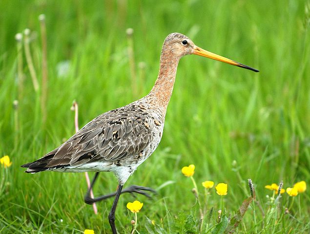 Godwit.jpg