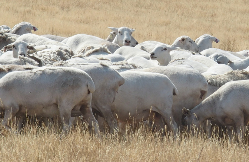 Sheep (photo credit: WILLIAM SUHR/CC BY-SA 4.0 (https://creativecommons.org/licenses/by-sa/4.0)/VIA WIKIMEDIA COMMONS)