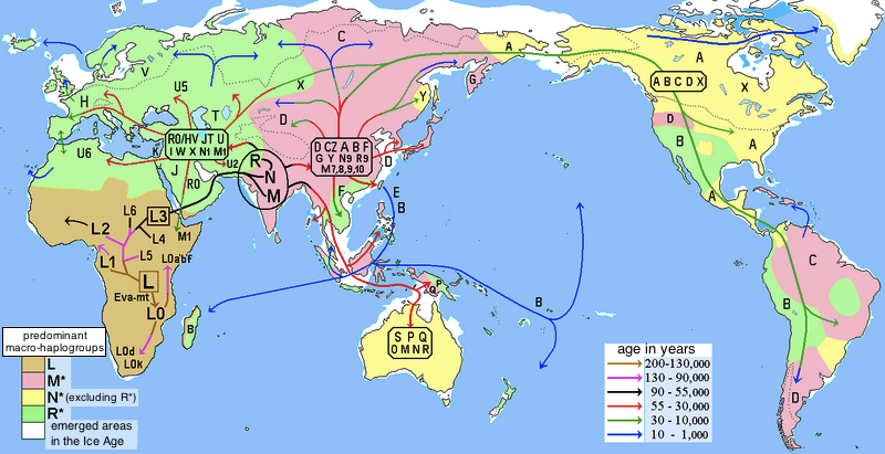 Human_migrations_and_mitochondrial_haplogroups.PNG