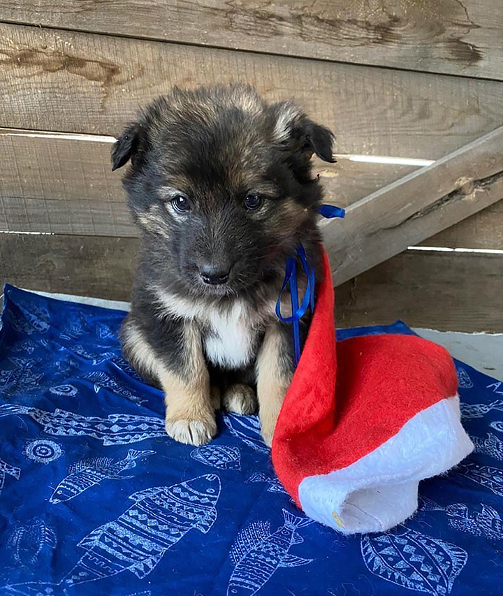 Seven puppies rescued after spending days by the body of mother dog who froze to death 