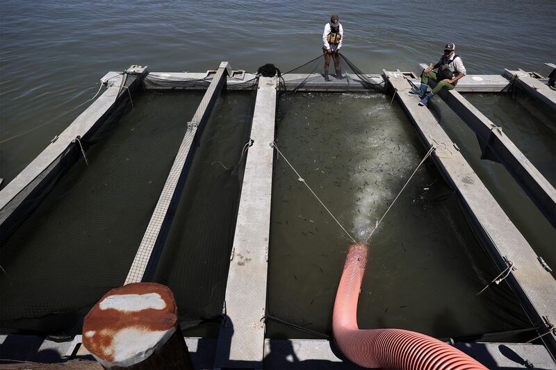 Hatchery Assists Salmon Release Into Waterways Due To Drought