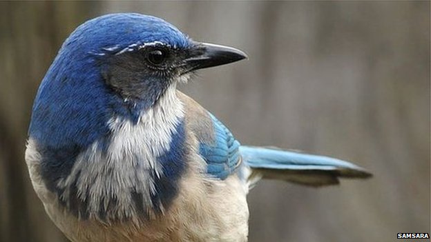 _62603269_scrubjay.jpg
