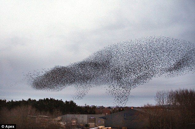 starlings_turtle.jpg