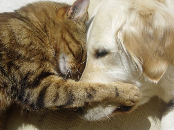 cat-dog-cuddle.jpg