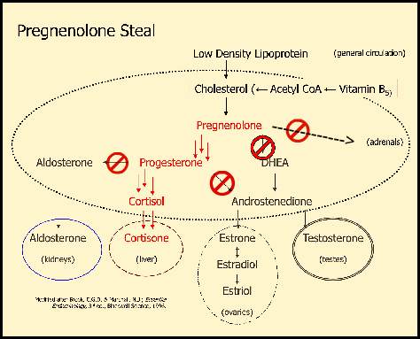 pregnenolone_Steal.gif.jpg