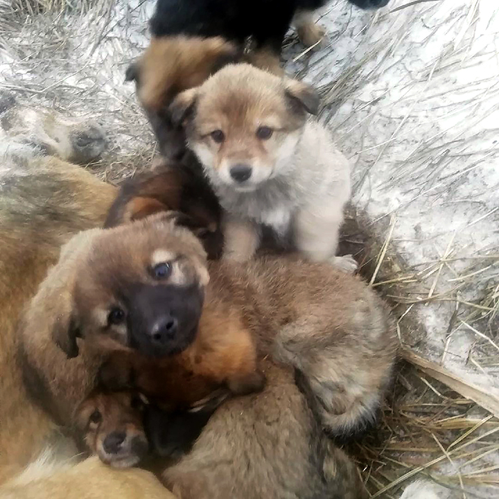 Seven puppies rescued after spending days by the body of mother dog who froze to death 