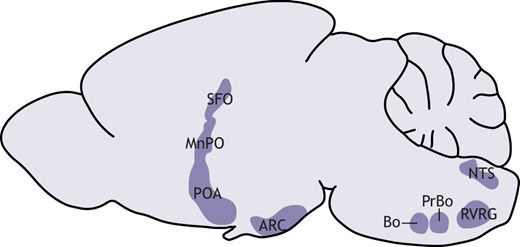Brain regions involved in homeostasis that may support hibernation. The subfornical organ (SFO) and median preoptic nucleus (MnPO) regulate fluid homeostasis. The preoptic area (POA) is a key player in the neural control of thermoregulation. Neurons in the arcuate nucleus (ARC) control feeding behavior. Nucleus of the solitary tract (NTS) neurons are implicated in the baroreceptor reflex. The Bötzinger (Bo) and pre-Bötzinger complexes (PrBo) and rostral division of the ventral respiratory group (RVRG) are involved in respiration.