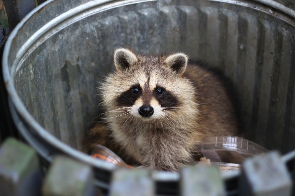 Wildtiere-in-der-Stadt.jpg