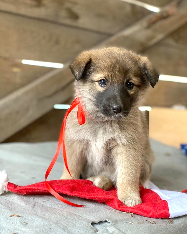 Seven puppies rescued after spending days by the body of mother dog who froze to death 