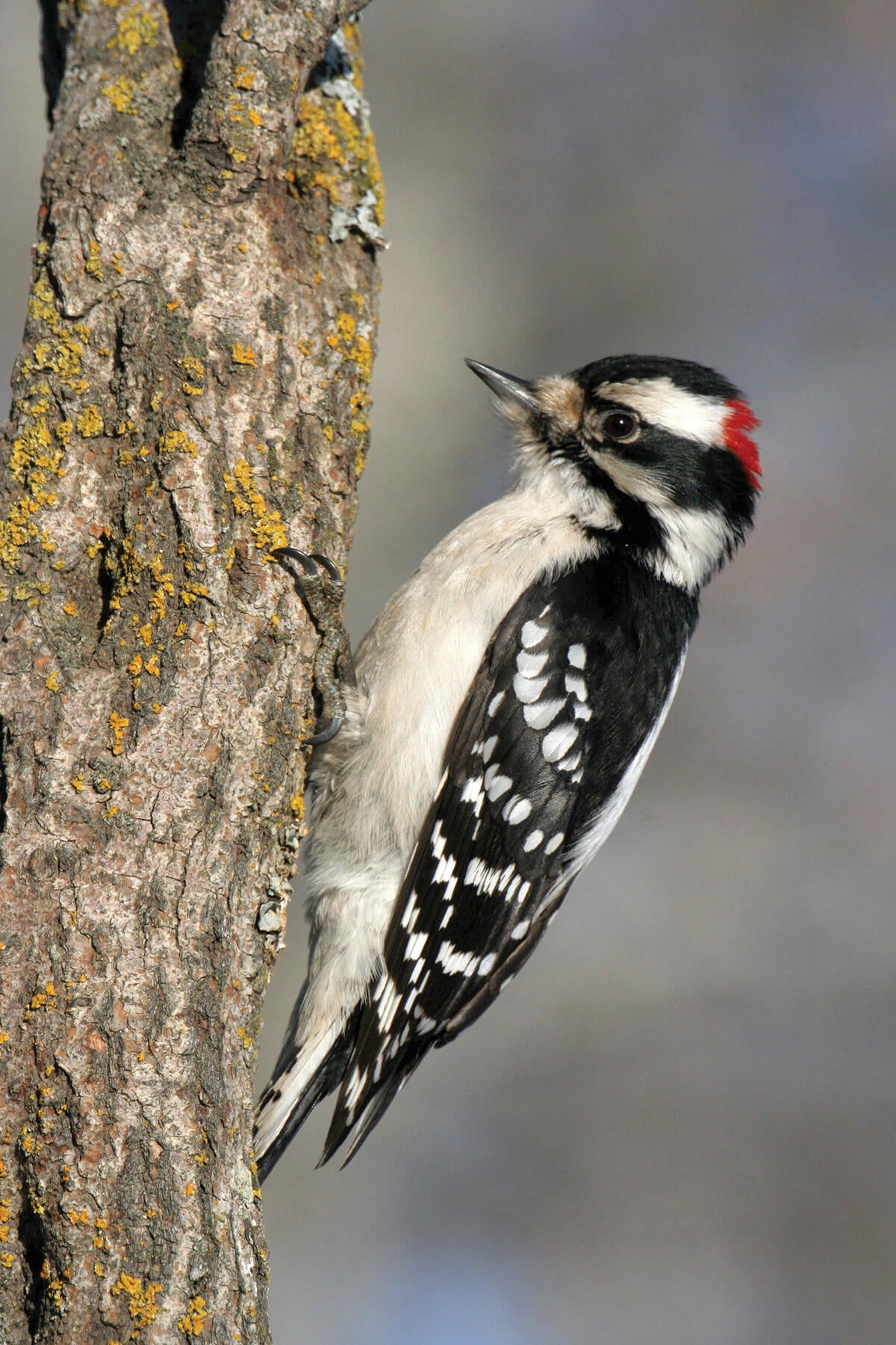 Woodpecker-theme.jpg