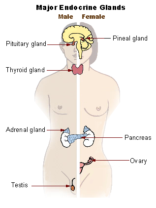 Illu_endocrine_system_New.png