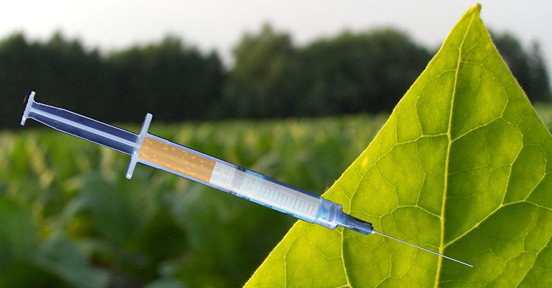 02-07-Tobacco-leaf_Vaccine_Featured_Image.jpg
