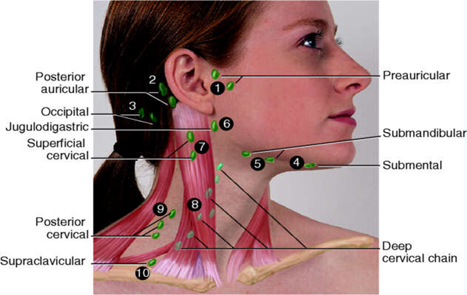 neck-lymph-nodes.png