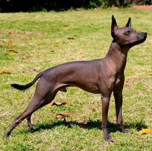 Mexican-Hairless-Dog-300x297.jpg