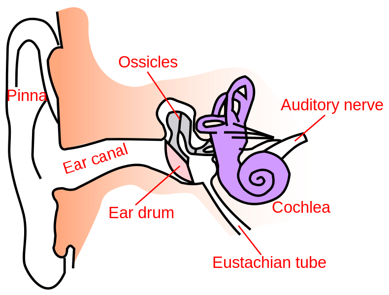 Eustachian_tubes.png